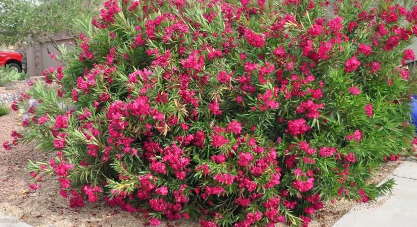 Toronymagasan a legjobb trágya a leandernek, a magyarok mégsem használják