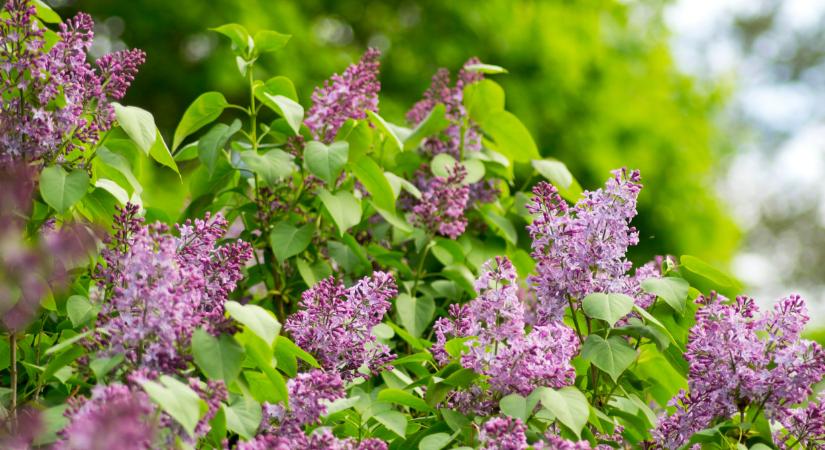 Senki se számított arra, ami húsvétkor történt Magyarországon