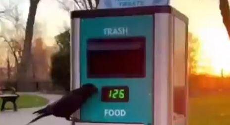 Látványos takarítás, tiszta parkok – A nap videója