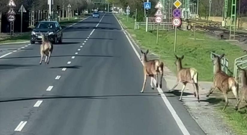 Őrület - szarvasok szlalomoztak az autók között a 7-es úton, ilyet még nem láttál! (Videó)