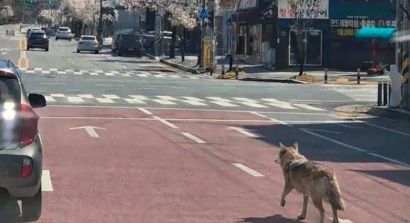 Több százan keresnek egy szökött farkast egy dél-koreai nagyváros utcáin