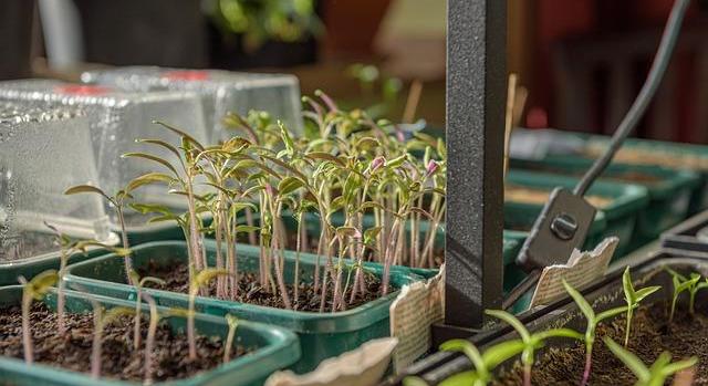 Vetőmag Szövetség: elindult a kiskerti vetőmagok beszerzése