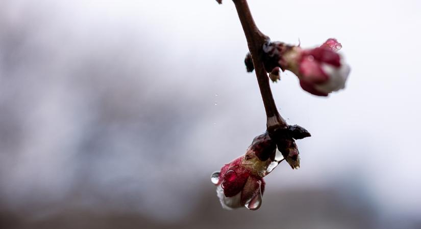 Jégpáncél a barackfákon, -5 fok a határban - így indult a csütörtök