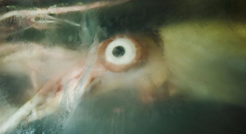 Borzalmas lények úsztak fel a tenger mélyéről, miután egy tetemet dobtak a vízbe