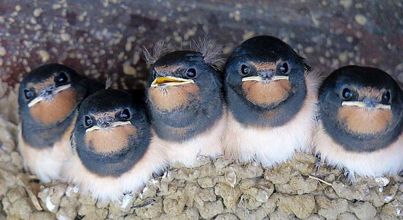 Drámai pusztulás: eltűnnek a fecskék, elszabadulhatnak a rovarok
