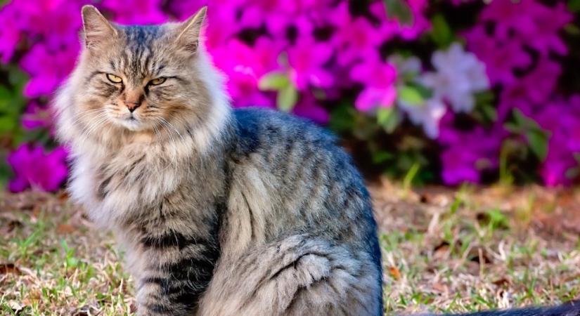 Milyen veszélyek leselkednek a macskára egy burjánzó kertben?