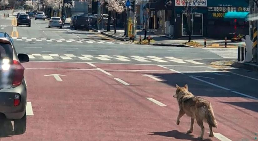 Farkas szökött el az állatkertből – már a katonaságot is bevetették