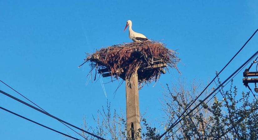 Ez aztán a gólyahír! Fejér legújabb sztárja már be is költözött!