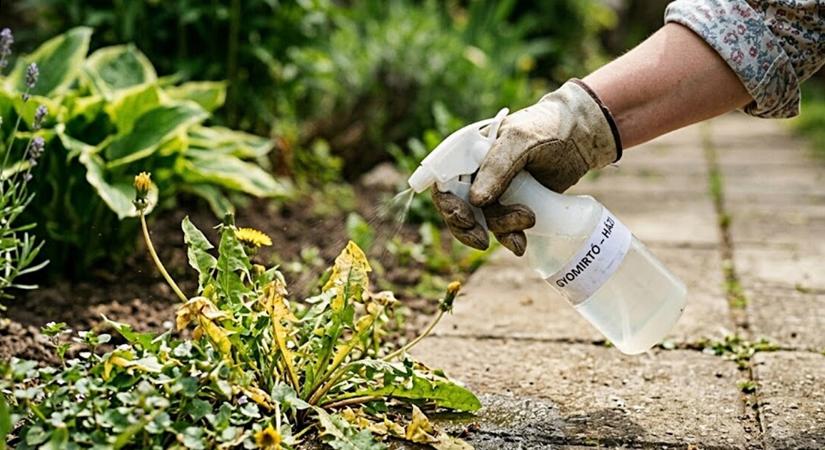 Csak 2 összetevő a konyhából: Lefújtam vele a kertet, és másnapra az összes gaz eltűnt