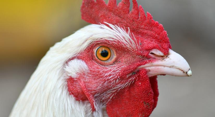 Mérséklődött a csirkecomb értékesítési ára