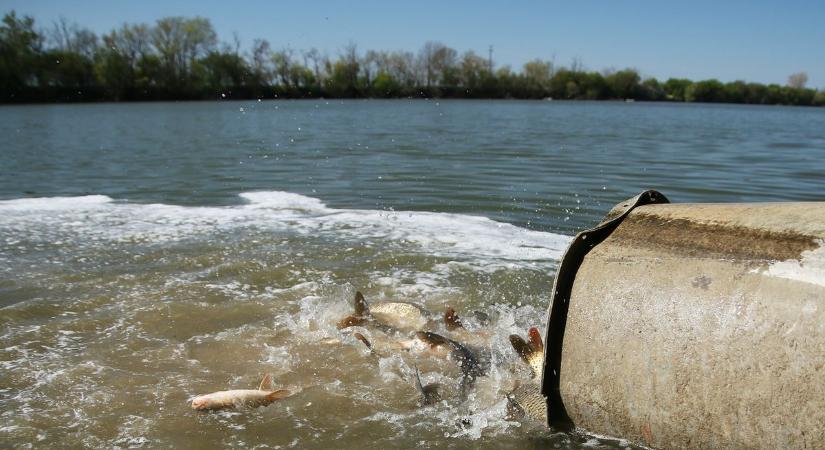 Horgászatra felkészülni: több mint öt tonna frissen telepített ponty került a vármegyei vizekbe