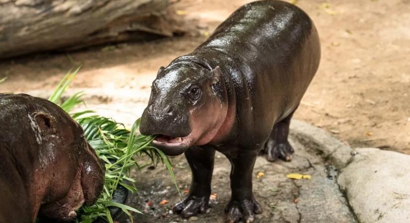Súlyos bírságot kapott a férfi azért, amit a híres törpe vízilóval tett – videó