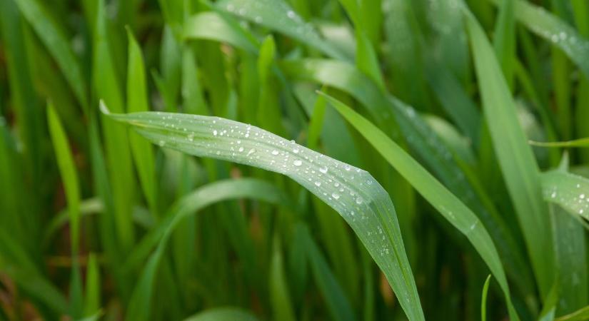 Ön is a minőségre hajt? Ezért nem spórolhatják el a zászlóslevél védelmét