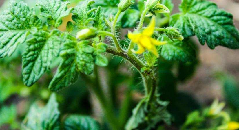 Paradicsom ültetése: 5 hiba, ami visszavetheti a termést