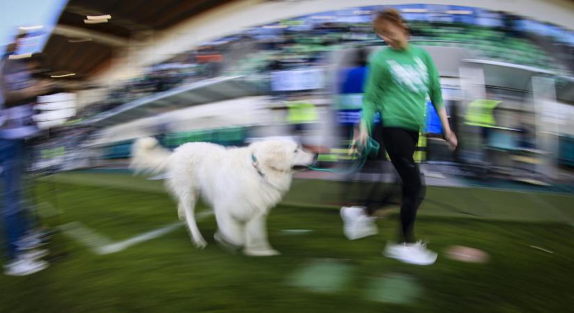 Év Fiatal Kanja címet nyert a Paks kabalakutyája