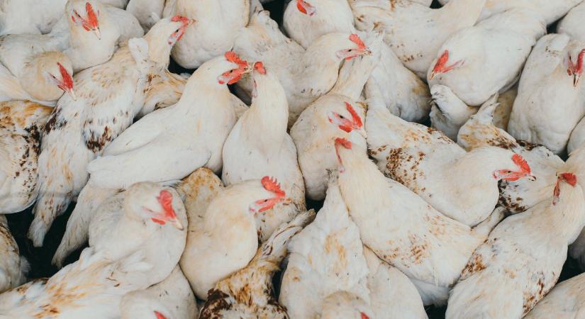 Egyetlen tengeri útvonalon múlik a csirke ára?