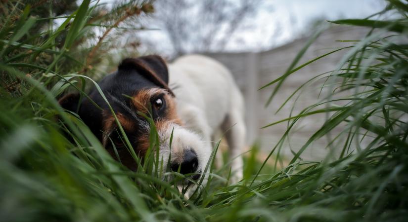 Mit jelent, ha a kutyád füvet eszik? 3 magyarázat, amit a szakirodalom is emleget