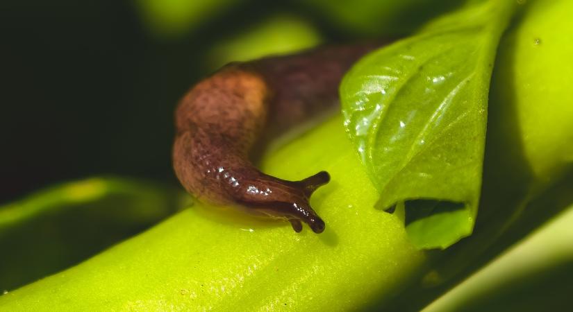 Csigamentes kert? Ezt tedd a meztelencsigák ellen még ma