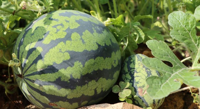 Vége a külföldi dinnye uralmának? Olyan történt Békésben, amire senki nem számított