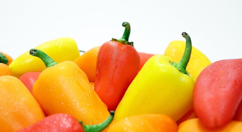Lassan regenerálódik a marokkói paprikatermelés