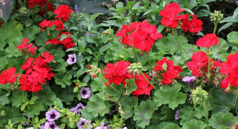 Muskátli gondozása: ettől virágzik egész nyáron látványosan