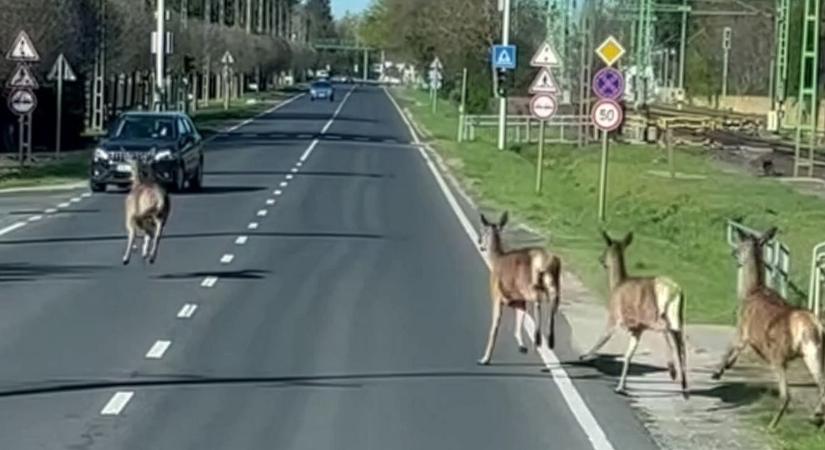 Centiken múlt a tömegbaleset Balatonfenyvesen: Szarvasok vágtáztak az autók közé