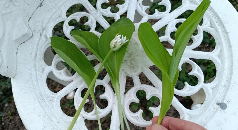 Életveszélyes "csapda" a kertben – leginkább most lehet igazán összekeverni ezt a két növényt (galéria)