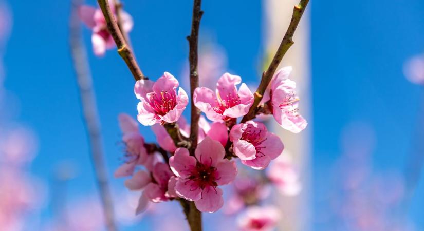 Virágba borult a Gerecse, így ébred a tavasz Komárom-Esztergom vármegyében galéria