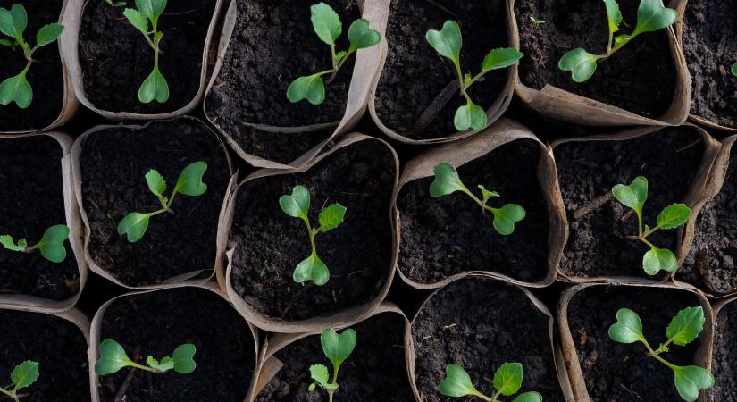 A palántáink edzése