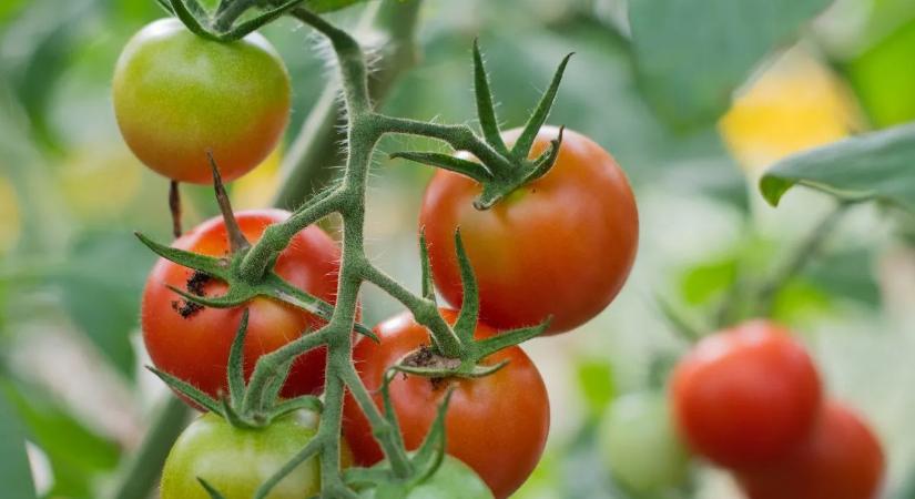 Kiderült a titok! Így lesz elképesztően finom a házi paradicsom