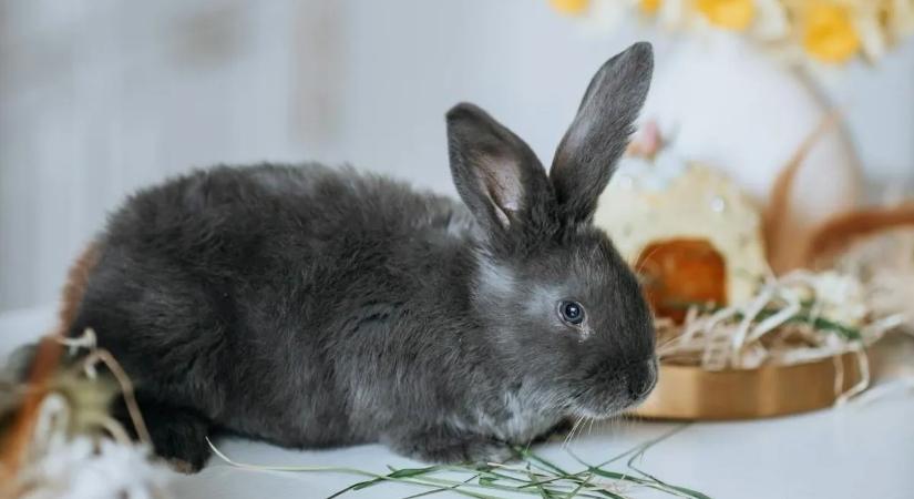 Figyelem! Súlyos büntetés jöhet a húsvéti nyúl miatt