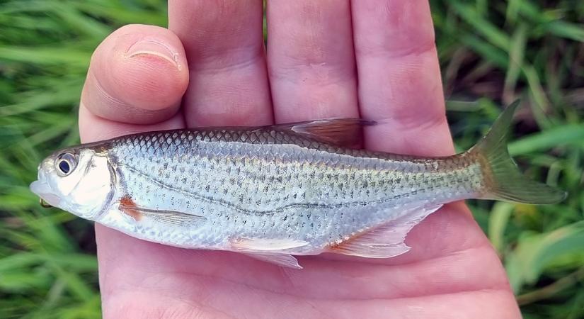 Különleges fogás a Szinva-patakból: vajon mi lehet ez?