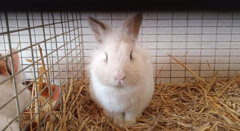 Húsvét után jön a valóság: mi lesz a megunt nyuszikkal? A Galamb-agráriskola befogadja!