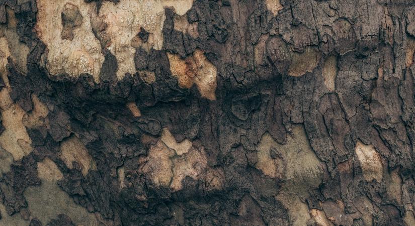 Gerle Kiss Éva versei