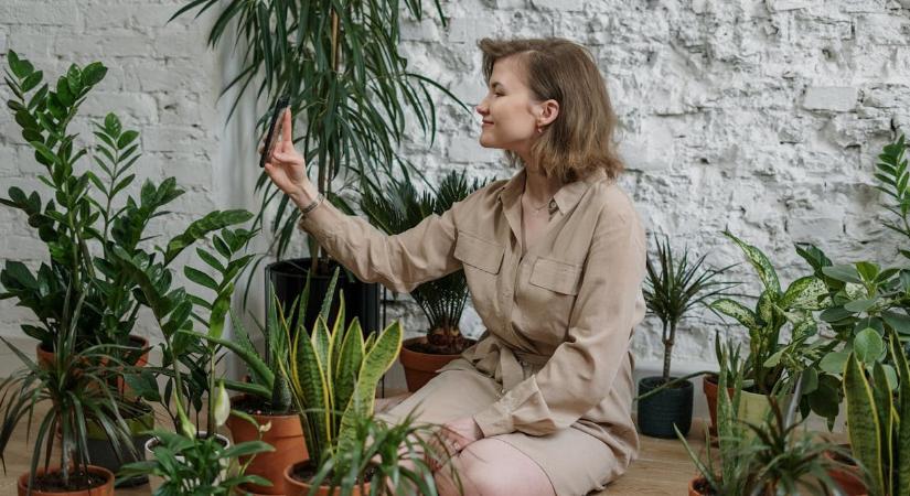 Az anyósnyelv szerencsét hoz a Feng Shui szerint, ha ebbe a helyiségbe kerül