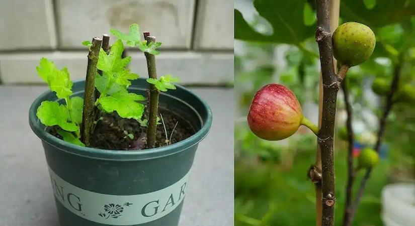 Eláruljuk, hogyan növeszthetsz saját fügefát egyetlen levágott ágból, szinte ingyen