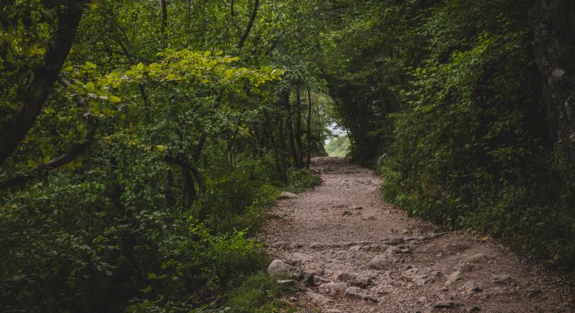 Tömegével pusztulnak az állatok a magyar határ mellett – súlyos fertőzés lehet az oka
