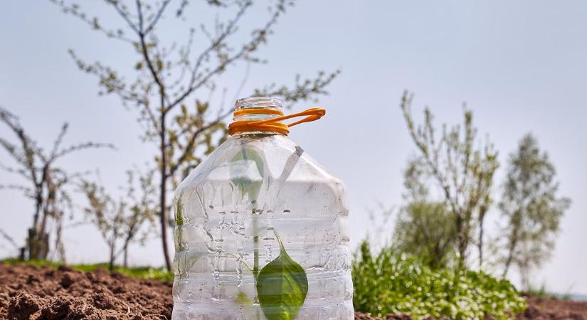Fagyveszély tavasszal: így védd meg a palántáidat - Filléres trükkök, amik tényleg beválnak
