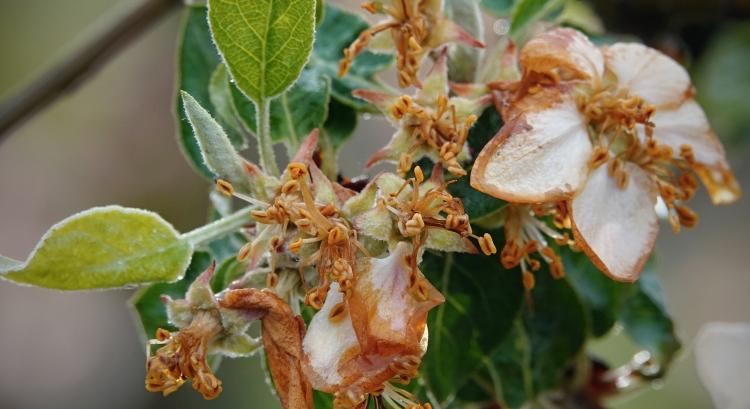 Jön a mínusz 6 fok: reszkethetnek a gyümölcsösök