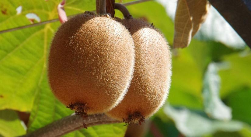 Fagypánik a kertben: A kivi és a füge számára végzetes lehet a héten érkező lehűlés