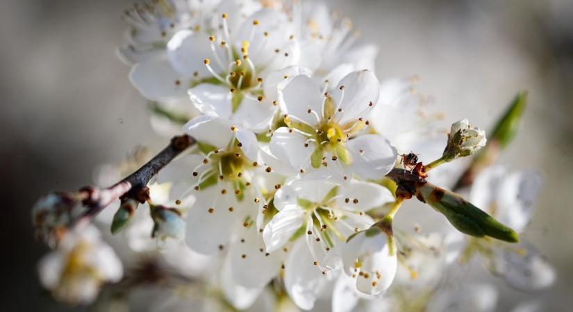 Tavaszi virágzás: életre kel a természet minden szeglete - fotók