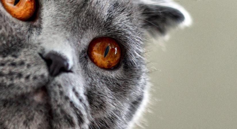 Szaruhártyafekély macskáknál: aprónak tűnő probléma komoly kockázattal