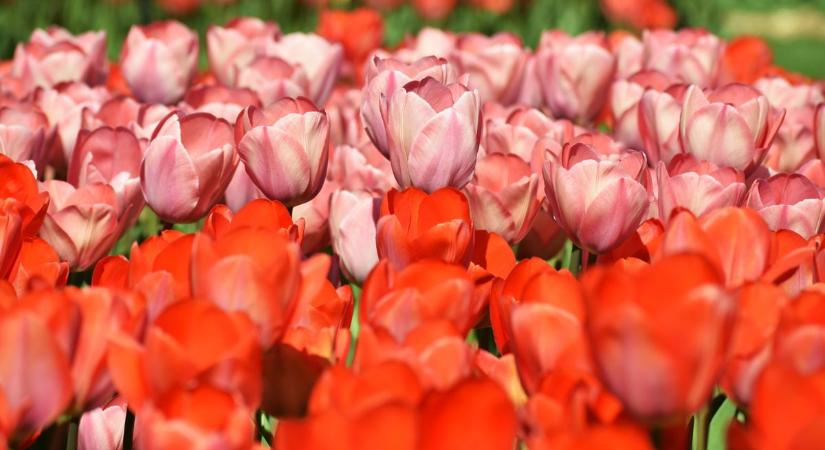 A szomszédos vármegyében virágmező varázsol el: ezrek csodálják tavasszal (galéria)