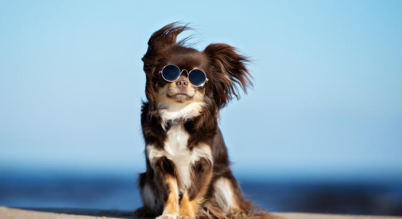 Ki hinné, hogy a csivava egykor néma volt?