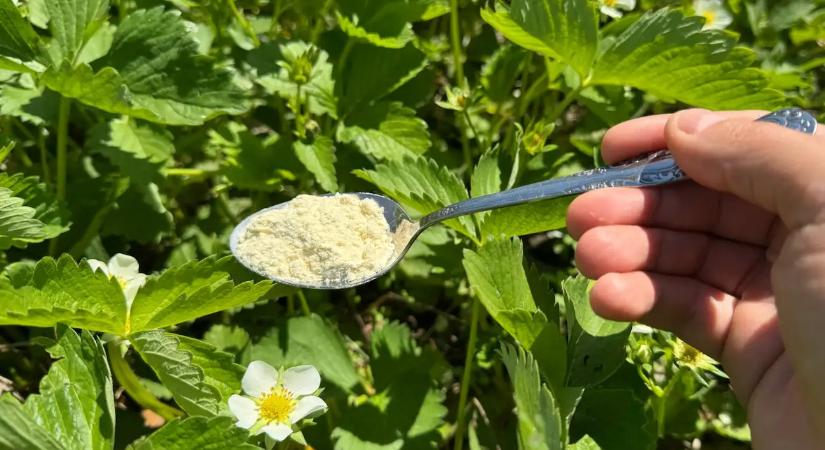 Egyetlen evőkanál ebből a filléres porból, és az epred édesebb lesz, mint a méz