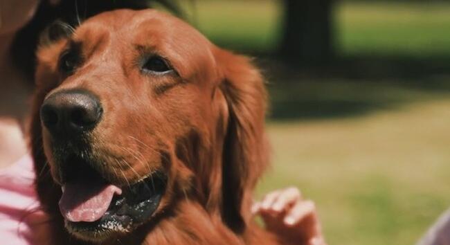 Tudtad? Ezért szeretjük ennyire a kutyákat - A kutyatartás titka, amit minden gazdi érez