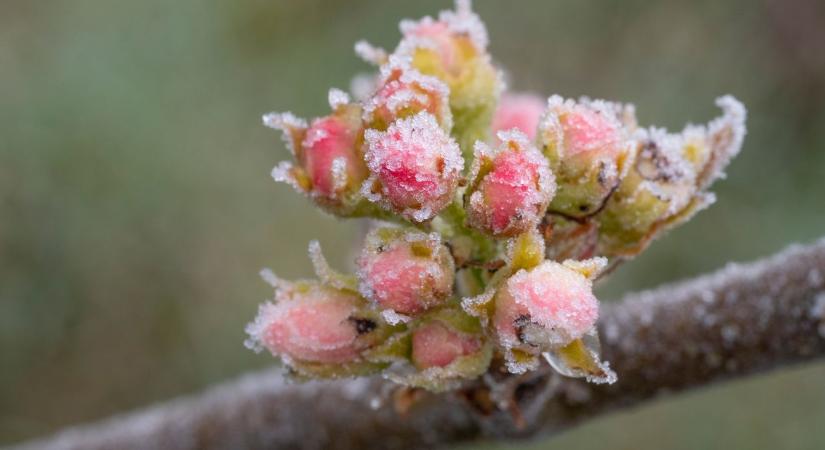 Egyetlen fokon múlik a magyar gyümölcs sorsa: Kritikus hétvége előtt a gazdák