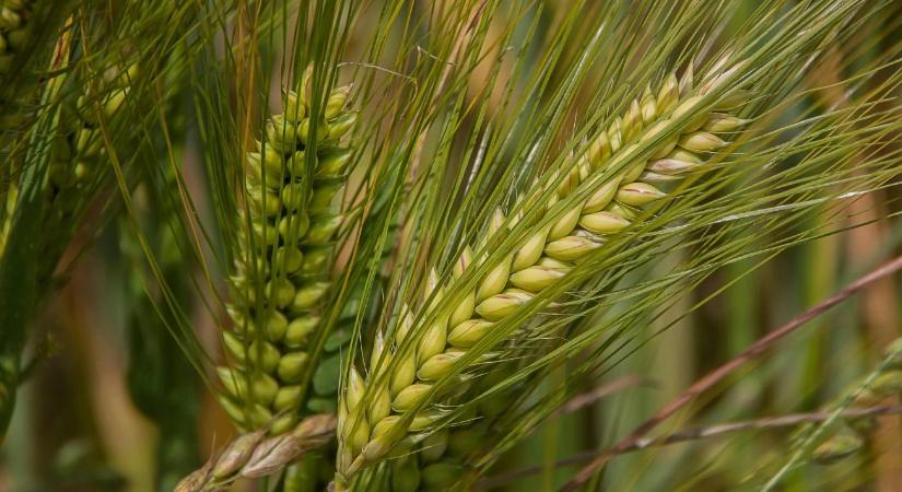 Megvan a megoldás? Magyar kutatók rájöttek, hogyan bírhatja jobban a hőséget a búza