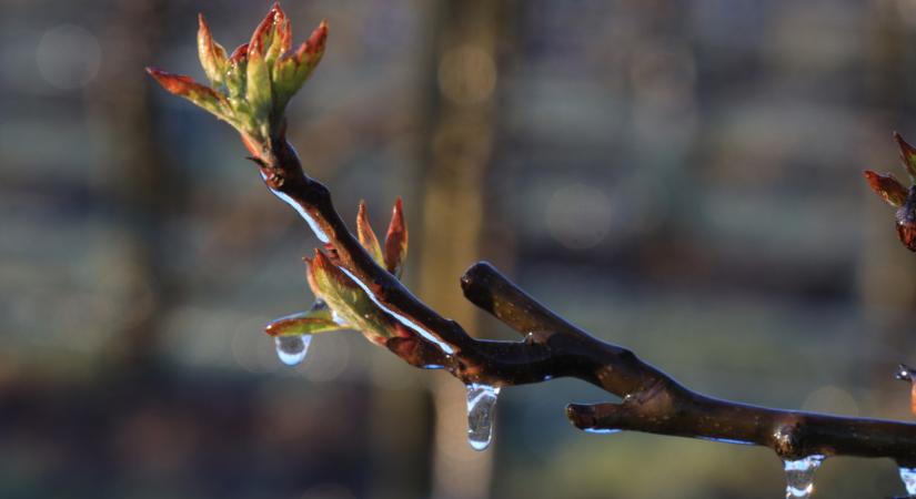 Veszélyes napok jönnek: most dőlhet el az idei gyümölcstermés sorsa
