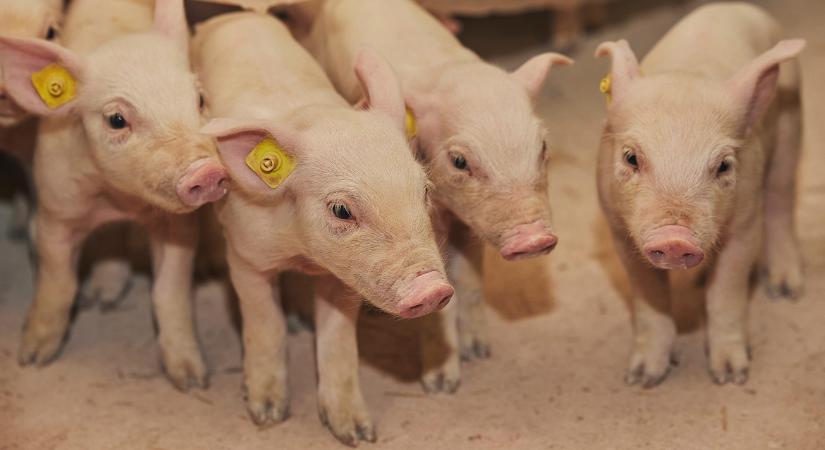 Meglepő technológiával spórolt milliókat az építkezésen ez a sertéstenyésztő